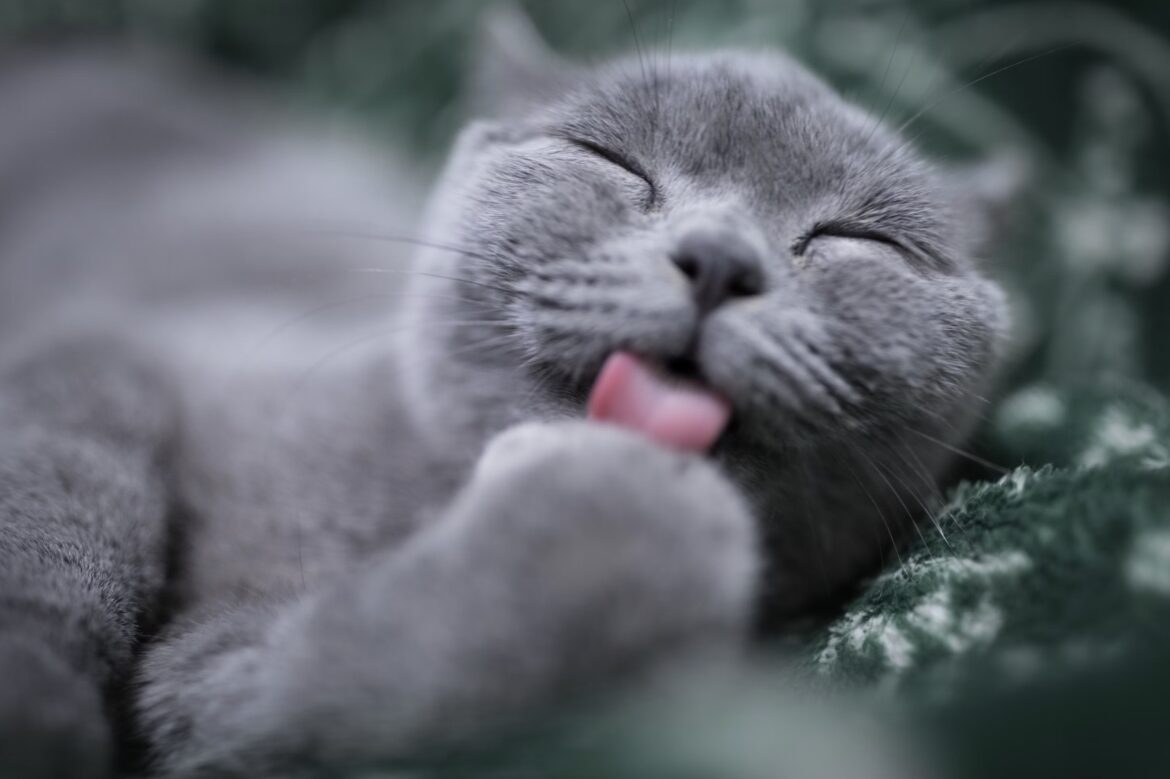 Scegliere il gatto giusto: guida per trovare il tuo compagno felino