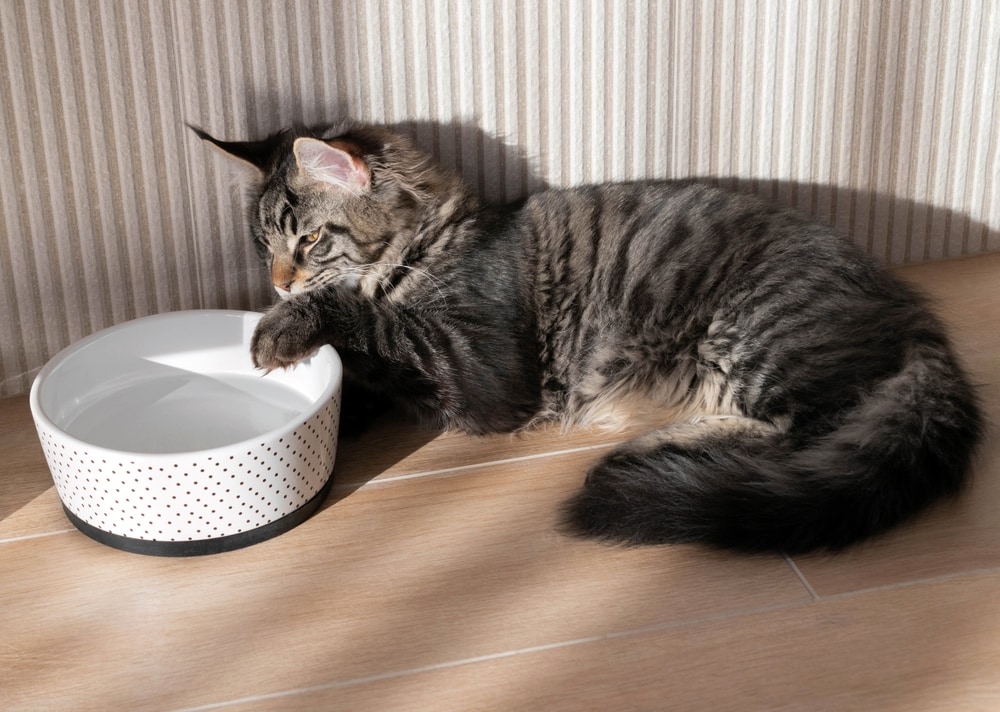 Cosa fare se il gatto non beve o beve poco