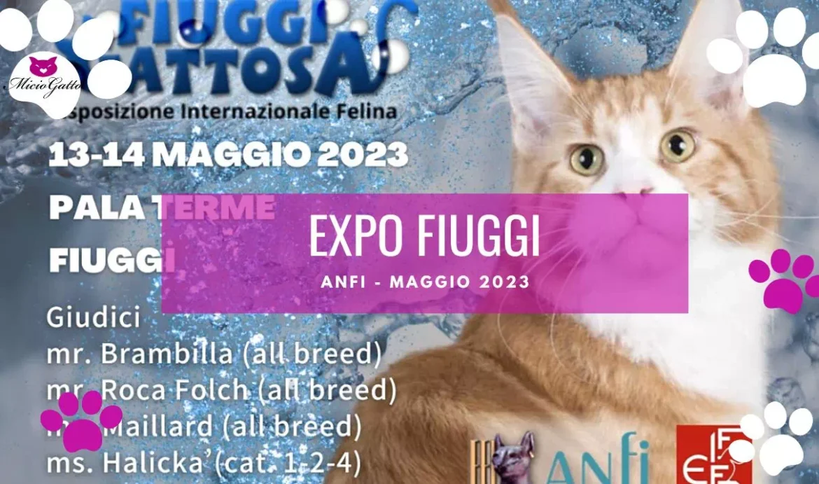 Esposizione felina di Fiuggi