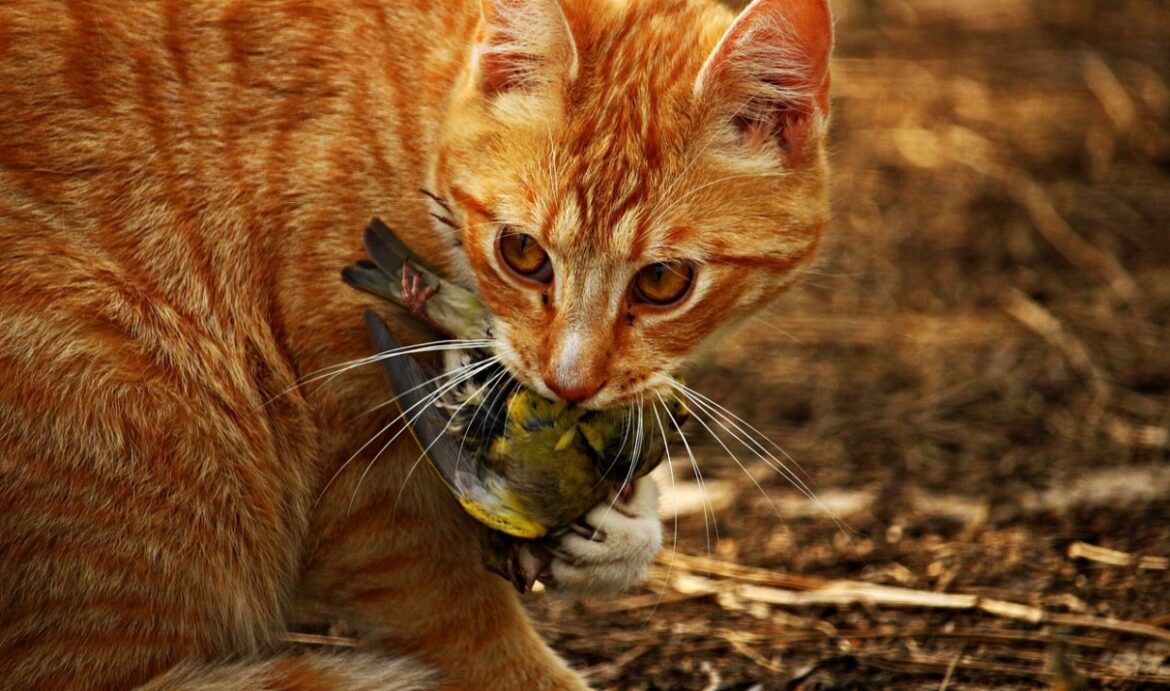 Il gatto predatore che ti porta a casa le prede