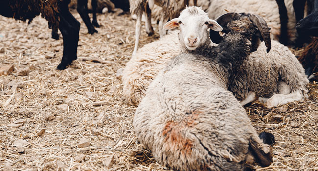 Messico: la tutela degli animali entra nella Costituzione