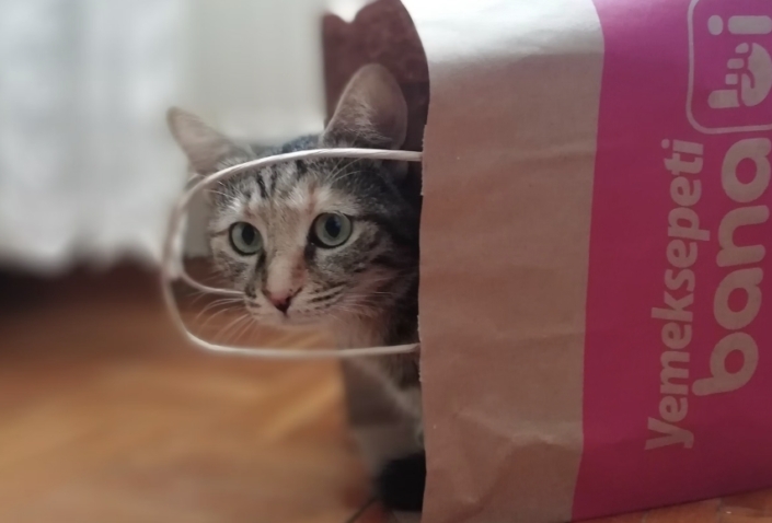 Miglior negozio per animali online: dove fare shopping?