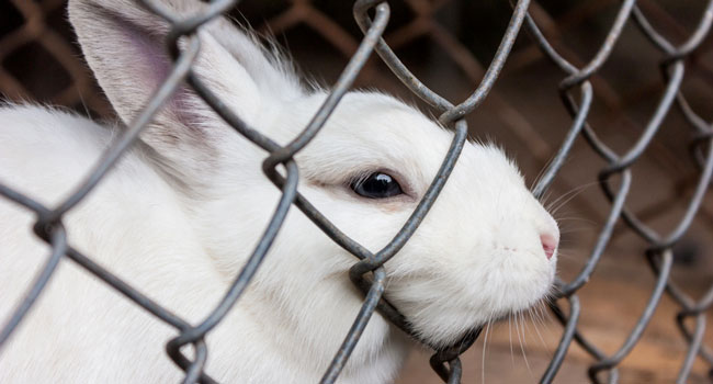 Niente bollino “senza gabbie” sui prodotti animali: il governo boccia la proposta