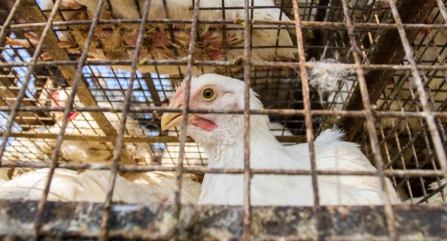 Istituito il fondo “CageFree”: stanziamenti e critiche