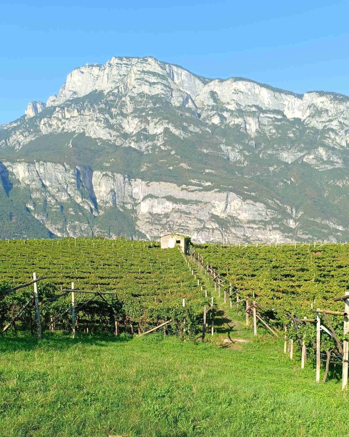 6 vini per raccontare il Trentino: perché andare fino in cantina